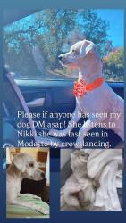 Lost Female Dog last seen Eureka & Glenn Ave on crows landing, Crows Landing, CA 95313