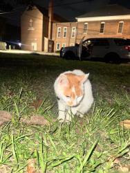 Found/Stray Unknown Cat last seen Roper Park, First United Methodist Church, Gainesville, FL 32601