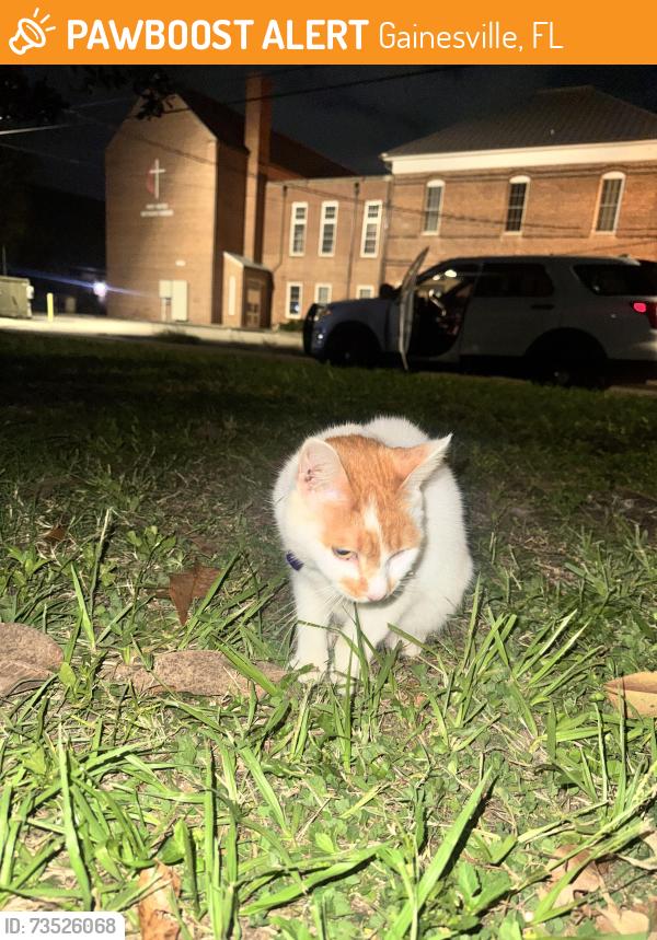 Found/Stray Unknown Cat last seen Roper Park, First United Methodist Church, Gainesville, FL 32601