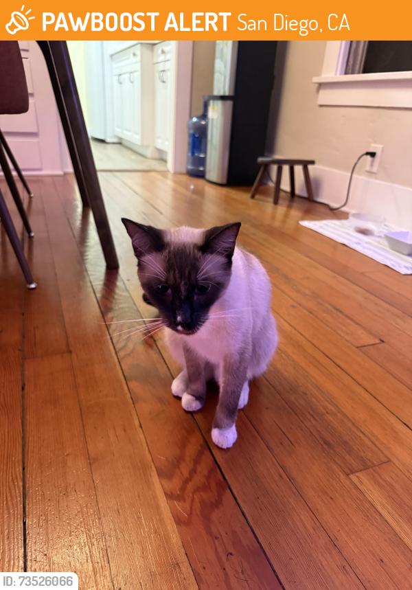 Found/Stray Male Cat last seen North Avenue & Madison Avenue, San Diego, CA 92104
