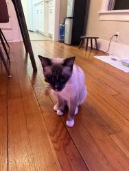 Found/Stray Male Cat last seen North Avenue & Madison Avenue, San Diego, CA 92104
