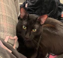Reunited Male Cat last seen Oakshire Ave, Modesto, CA 95354, USA, Modesto, CA 95354