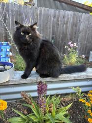 Reunited Male Cat last seen 63rd and Fremont, Portland, OR 97213