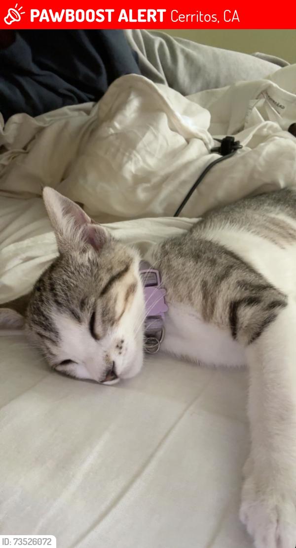Lost Female Cat last seen Artesia Blvd, Mapes Ave, Gridley, Cerritos, CA 90703