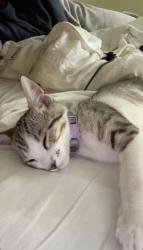 Lost Female Cat last seen Artesia Blvd, Mapes Ave, Gridley, Cerritos, CA 90703