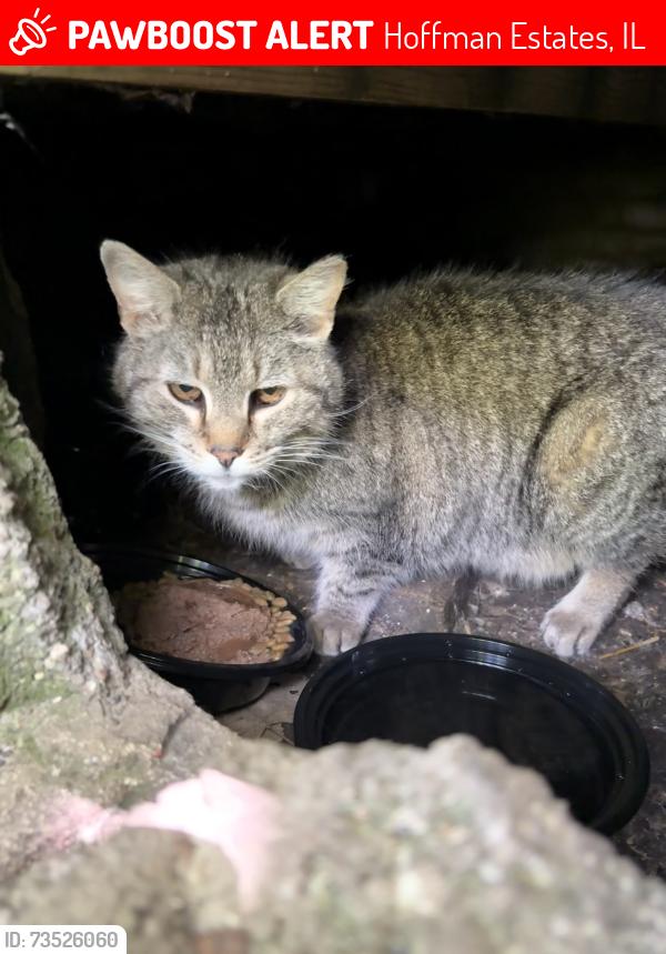 Lost Male Cat last seen Lakeview Elementary School, Evergreen Park, Hoffman Estates, IL 60169