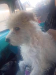 Reunited Female Dog last seen 72nd crystal springs, Portland, OR 97206