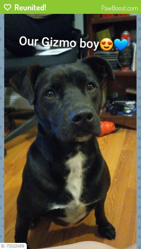 Reunited Male Dog last seen Chestnut ave ssf, South San Francisco, CA 94080