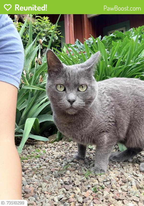 Reunited Female Cat last seen Oxford Street between Pershing and Manchester, Stockton, CA 95204