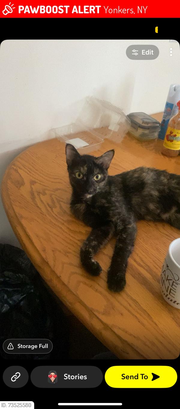 Lost Female Cat last seen Near ash st, Yonkers, NY 10701