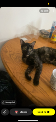 Lost Female Cat last seen Near ash st, Yonkers, NY 10701