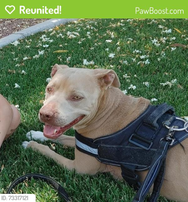 Reunited Female Dog last seen Near Elm Dr, Las Vegas, NV 89169, USA, Las Vegas, NV 89169