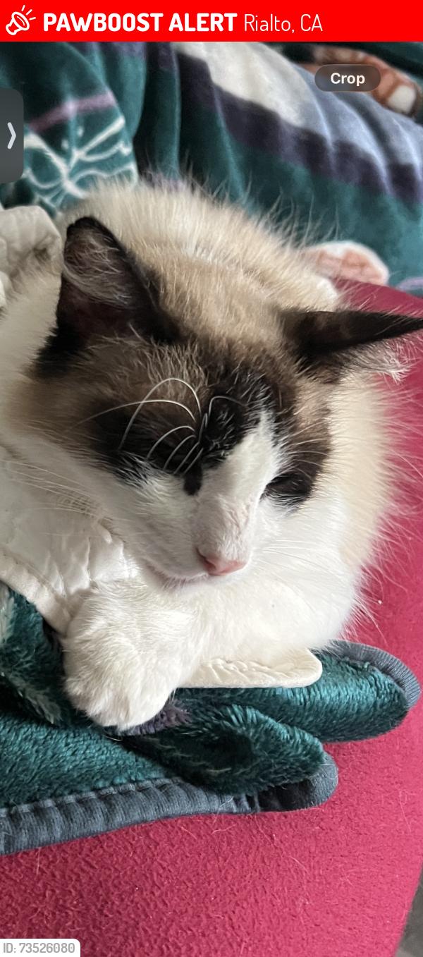 Lost Male Cat last seen Granada street and Lilac, Rialto, CA 92376