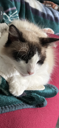 Lost Male Cat last seen Granada street and Lilac, Rialto, CA 92376