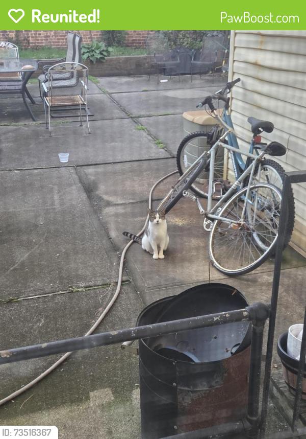 Reunited Unknown Cat last seen Hancock and. Bowers, Jersey City, NJ 07307