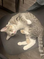 Lost Male Cat last seen Calle Candelero, Chula Vista, CA 91910