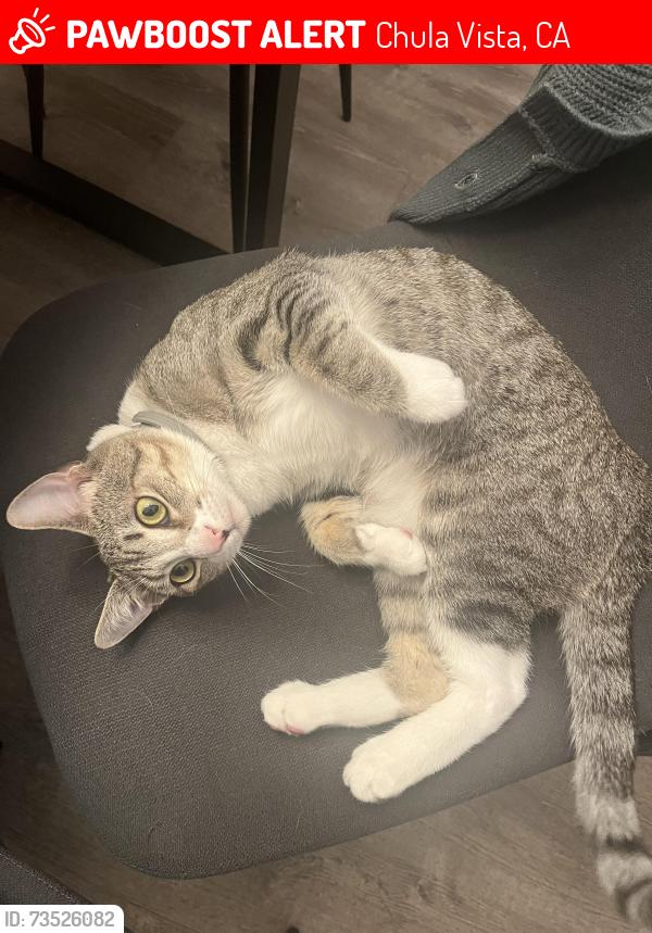 Lost Male Cat last seen Calle Candelero, Chula Vista, CA 91910