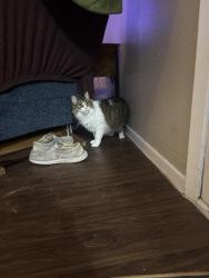 Reunited Female Cat last seen Duval/Thunder creek rd, Austin, TX 78759
