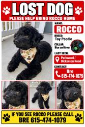Lost Male Dog last seen parkwood, Nashville, TN 37207