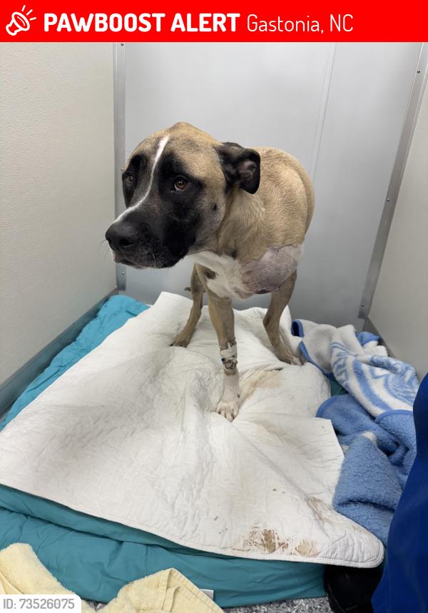 Lost Male Dog last seen West 5th avenue, Gastonia, NC 28052