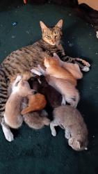 Lost Female Cat last seen 24th, Oakland, CA 94607
