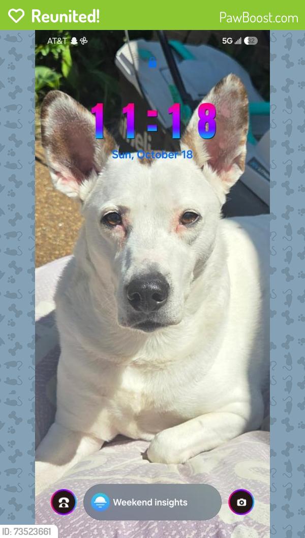 Reunited Female Dog last seen Shelby Farms and Whitten, Cordova, TN 38018