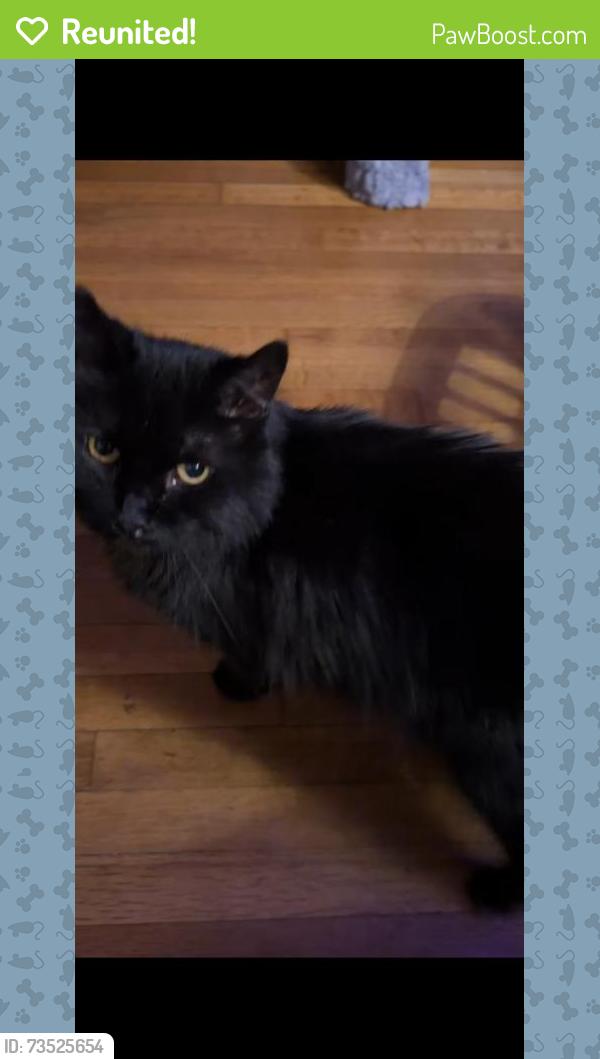 Reunited Male Cat last seen Harvey/ Chevy Chase Dr, Glendale, CA 91206