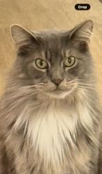 Reunited Male Cat last seen New Shackle Island Rd, Hendersonville, TN 37075
