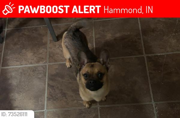 Lost Male Dog last seen In a Ali way last seen, Hammond, IN 46327