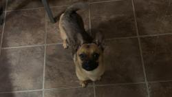 Lost Male Dog last seen In a Ali way last seen, Hammond, IN 46327