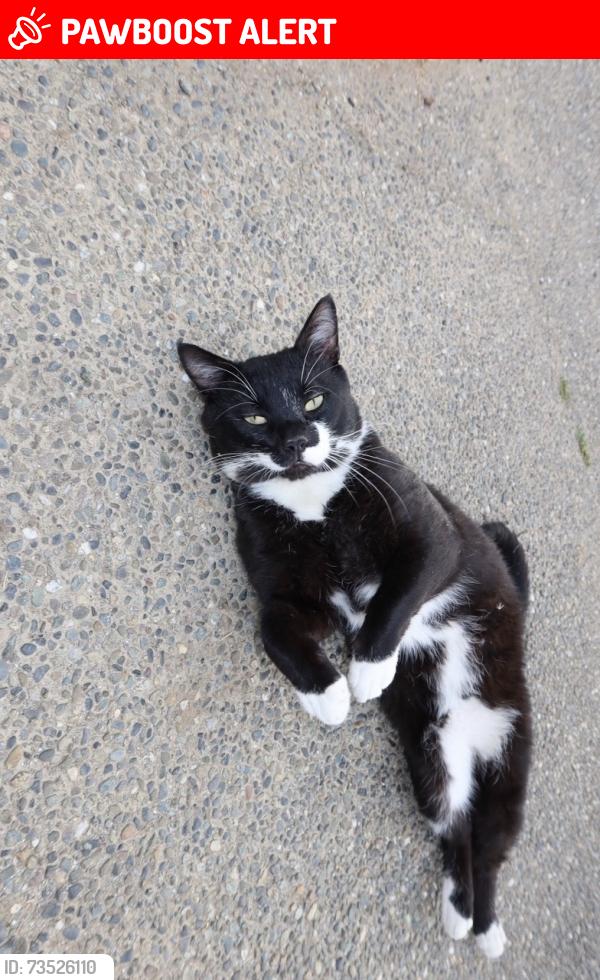 Lost Male Cat last seen Picnic Point Area / 148th St SW Edmonds, Snohomish County, WA 98026