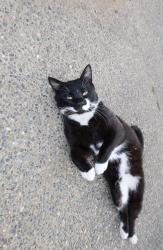 Lost Male Cat last seen Picnic Point Area / 148th St SW Edmonds, Snohomish County, WA 98026