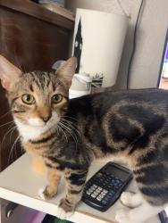 Lost Male Cat last seen Avalon Greens, Maribel And Panama Ave, Carson, CA 90745