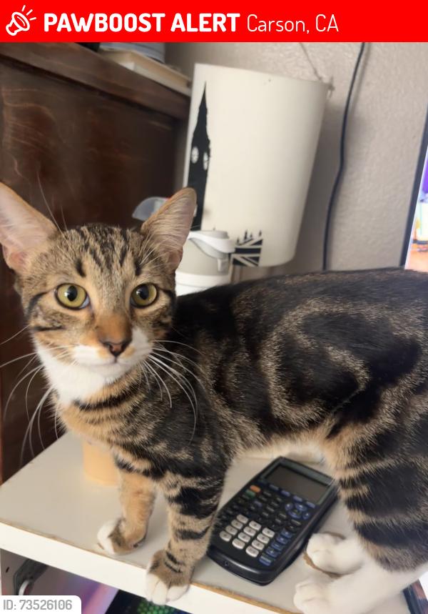 Lost Male Cat last seen Avalon Greens, Maribel And Panama Ave, Carson, CA 90745