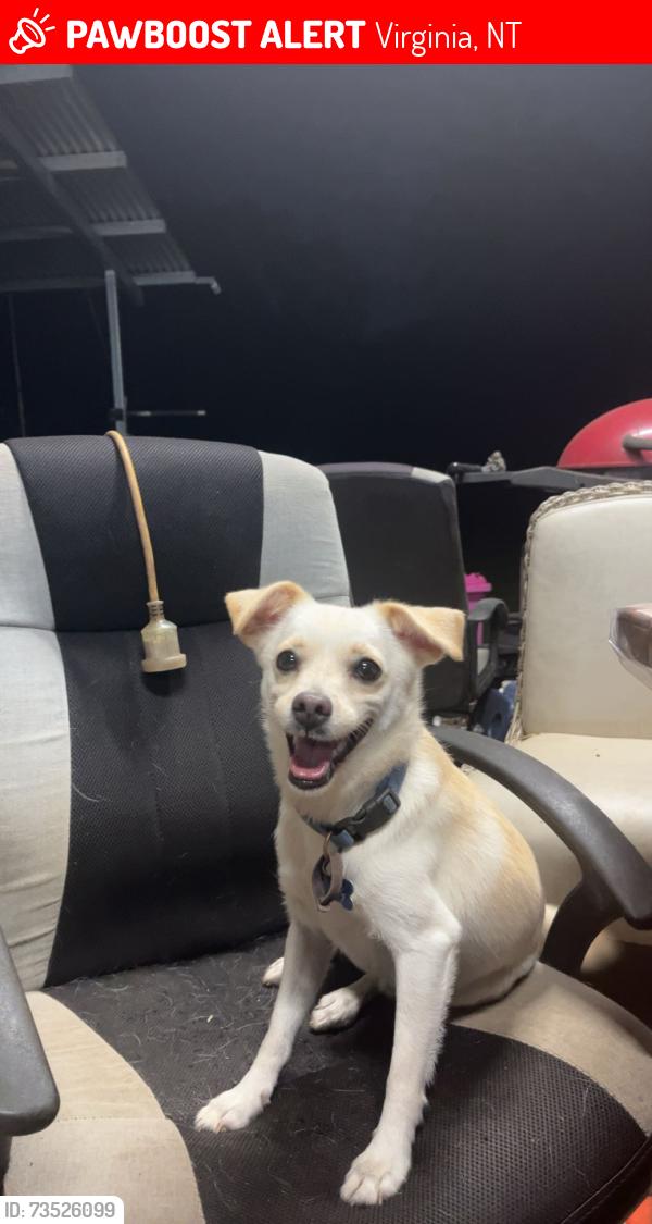 Lost Male Dog last seen Virginia rd, Virginia, NT 0834