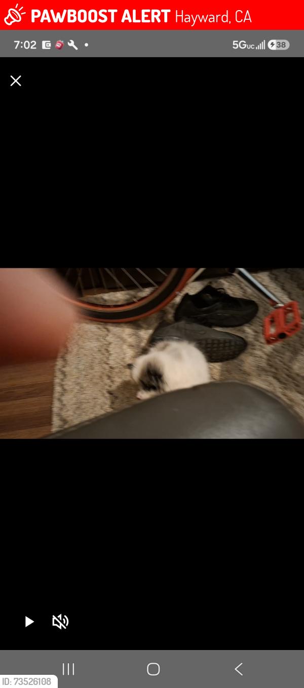 Lost Female Dog last seen 2nd and third, Hayward, CA 94541