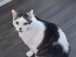 Lost Female Cat last seen On Romaine, just west of the McDonald’s on NW corner of Western & Romaine, Los Angeles, CA 90038