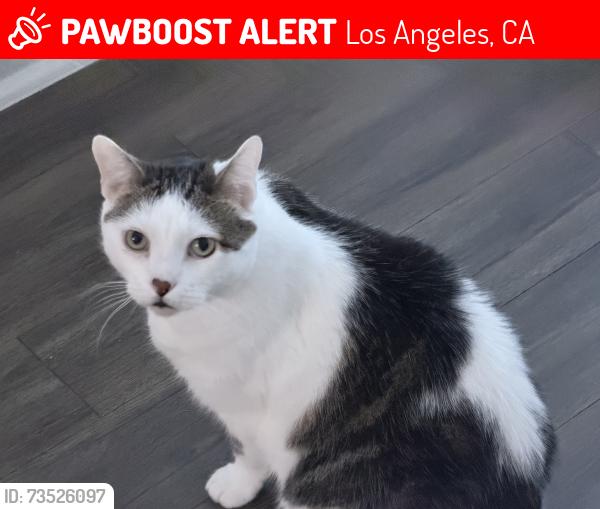Lost Female Cat last seen On Romaine, just west of the McDonald’s on NW corner of Western & Romaine, Los Angeles, CA 90038