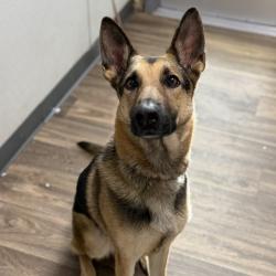 Shelter Stray Female Dog last seen San Ysidro Boulevard, San Diego, CA, 92173, 5500 Gaines St, San Diego, CA 92110, USA