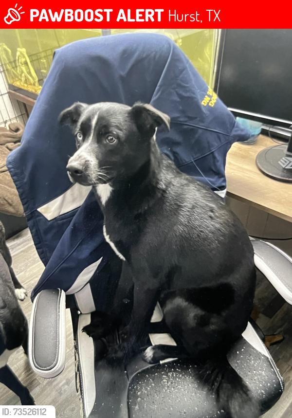 Lost Male Dog last seen Near The Bristol apmts, Hurst, TX 76053