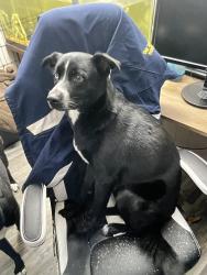 Lost Male Dog last seen Near The Bristol apmts, Hurst, TX 76053