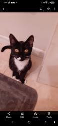 Lost Male Cat last seen Wren ave & warbler st, Hobe Sound, FL 33455