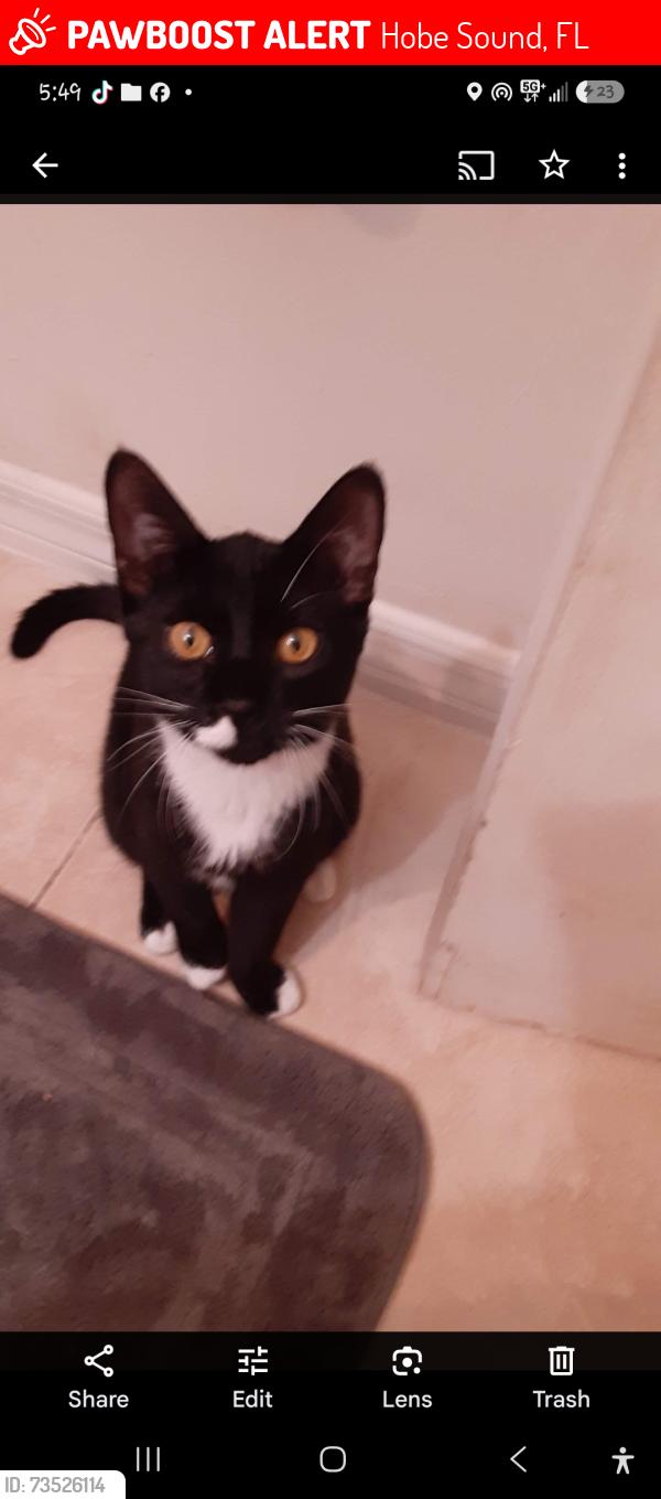 Lost Male Cat last seen Wren ave & warbler st, Hobe Sound, FL 33455