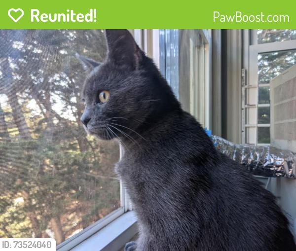 Reunited Male Cat last seen Monterey Blvd and Detroit St., San Francisco, CA 94127