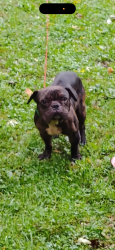 Found/Stray Male Dog last seen Save a lot store, Canton, OH 44705