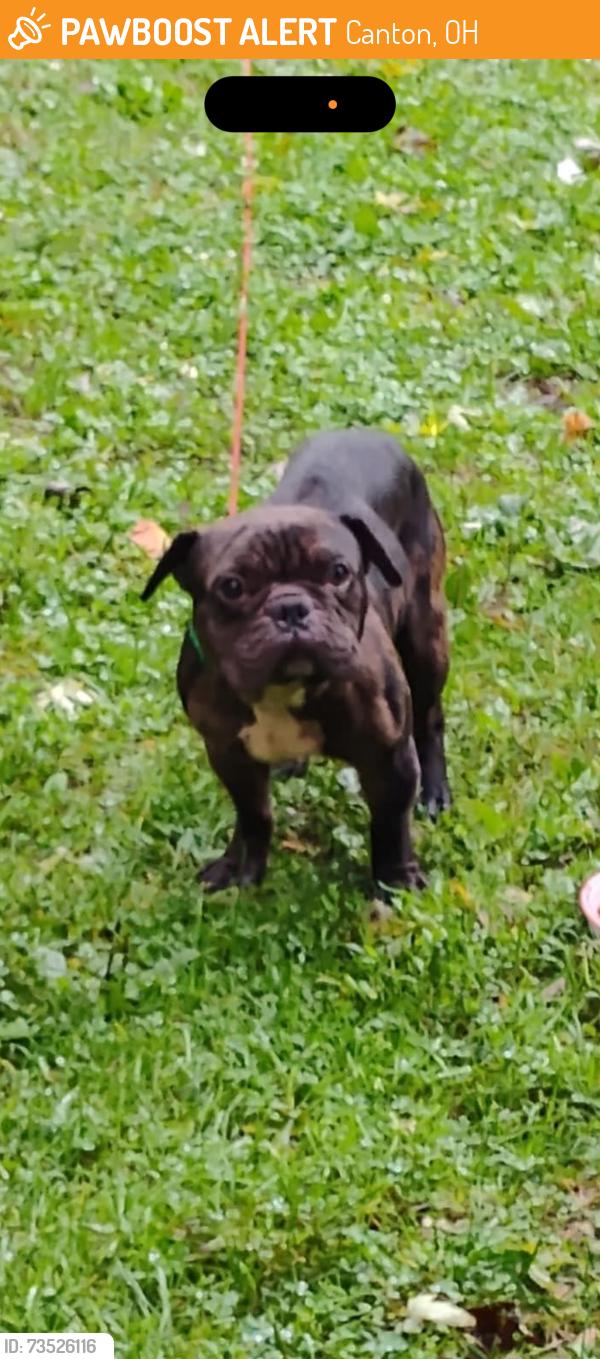 Found/Stray Male Dog last seen Save a lot store, Canton, OH 44705