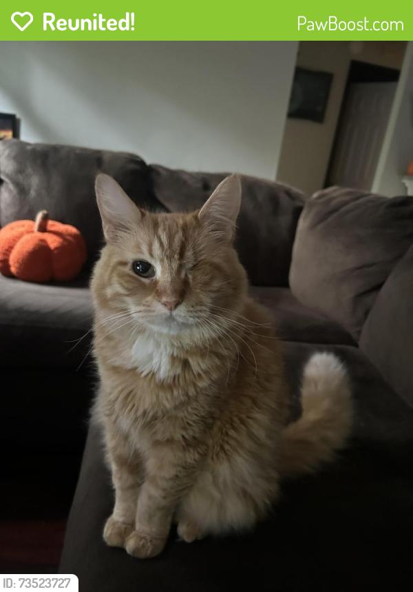 Reunited Male Cat last seen Sw 46th blvd near haile village, Gainesville, FL 32608