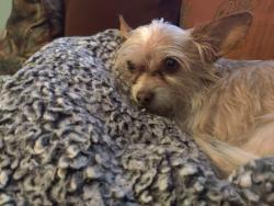 Lost Female Dog last seen Raynolds, Hastings, Howze, Timberwolf, El Paso, TX 79903