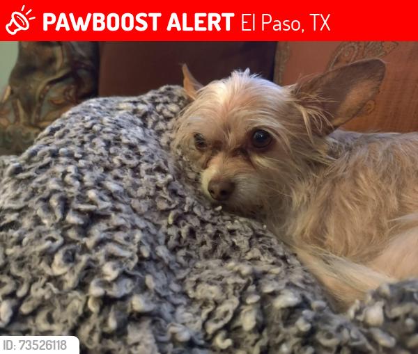 Lost Female Dog last seen Raynolds, Hastings, Howze, Timberwolf, El Paso, TX 79903