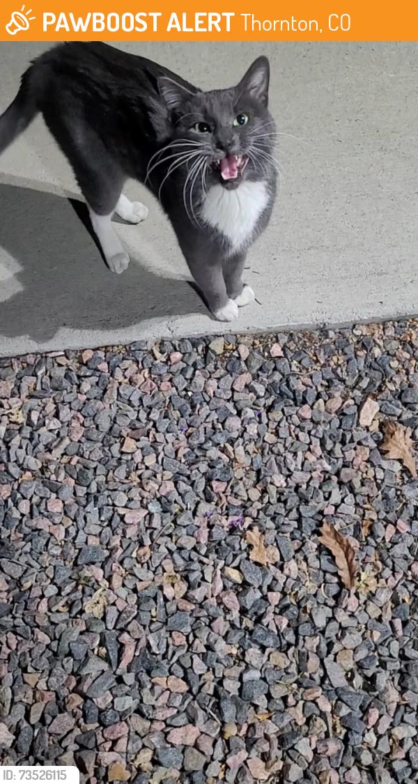 Found/Stray Unknown Cat last seen Thornton Ridge apmts, Thornton, CO 80229
